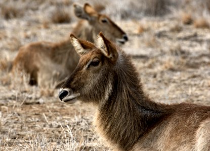 Africa Animals Antelope photo