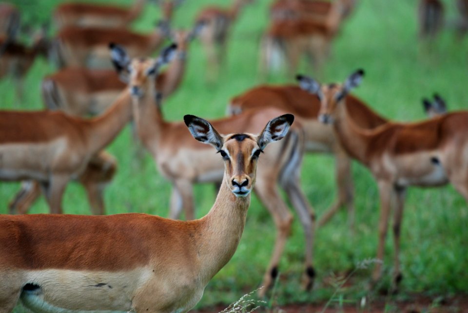 Animals Antelope Blur