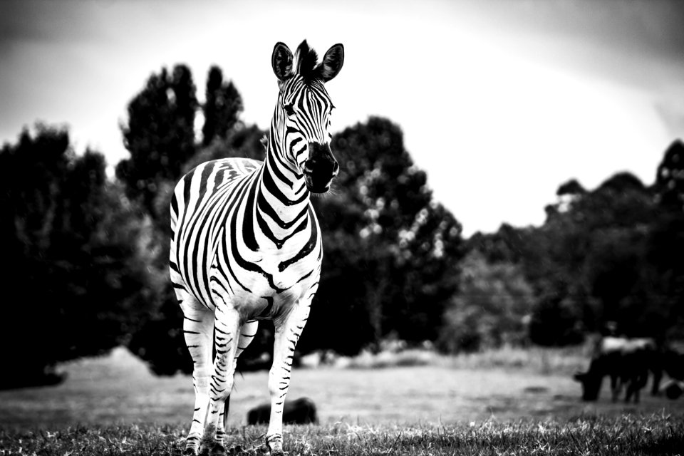 Animal Photography Black-and-white
