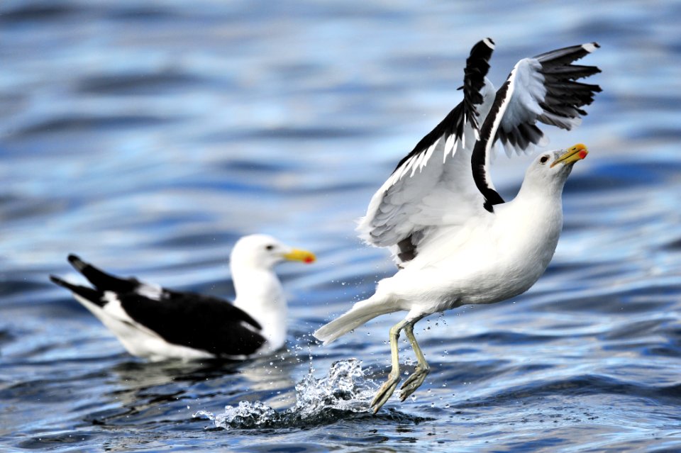 Animal Photography Avian