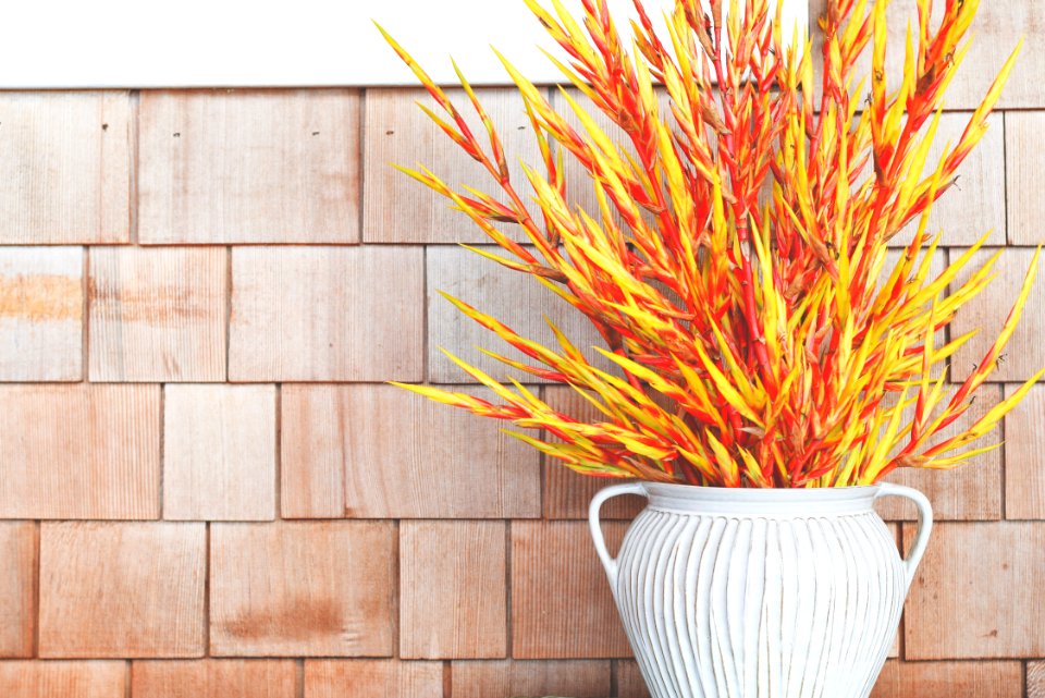 Green And Orange Plant Near Wall