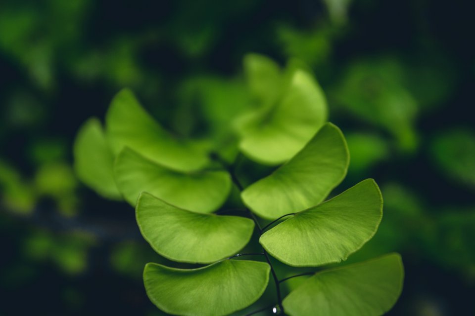 Background Blur Botanical