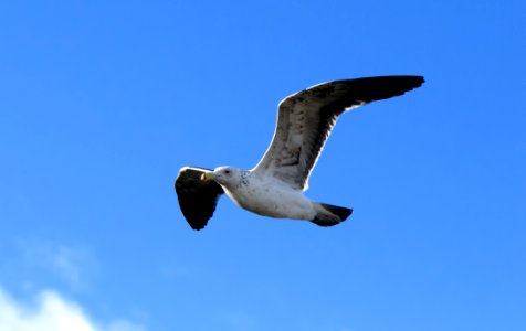 Seagull Flying photo