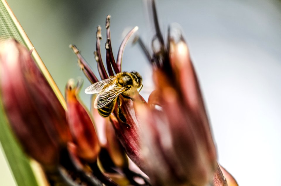 Animal Bee Biology
