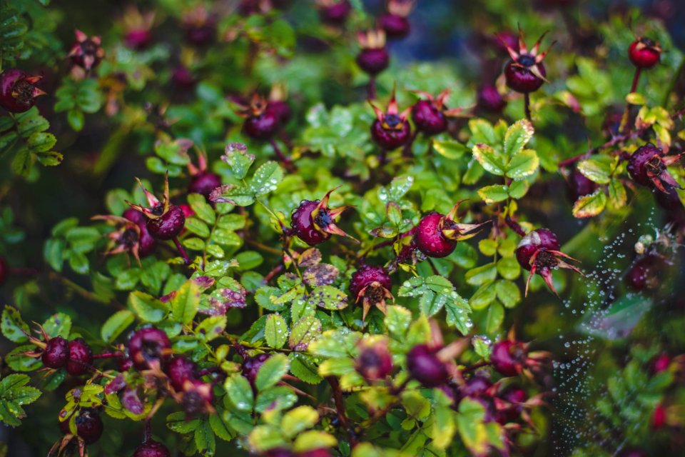 Blooming Blur Branch