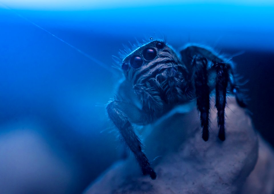 Aquarium Blue Creepy