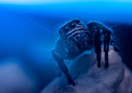 Aquarium Blue Creepy