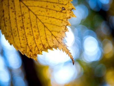 Autumn Blur Bokeh photo