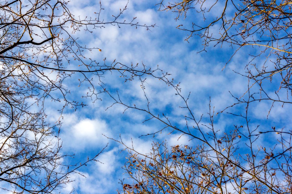 Blue Sky Branches