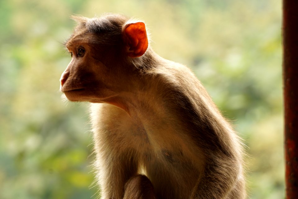 Adorable Animal Photography