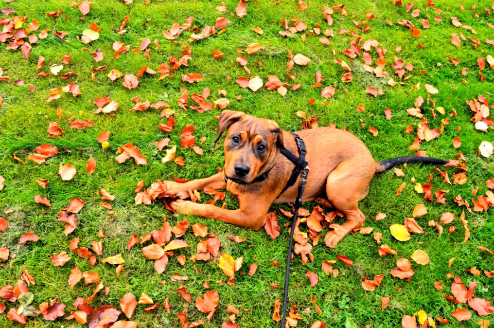 Amstaff Animal Blur