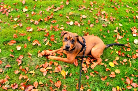 Amstaff Animal Blur
