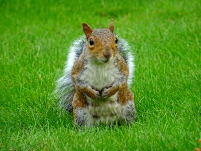 Animal Backyard Cute