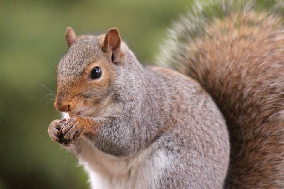 Animal Blur Chipmunk