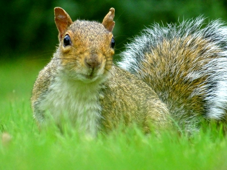 Adorable Animal Blur