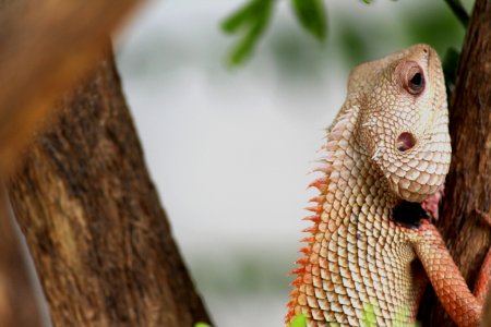 Animal Blur Chameleon photo