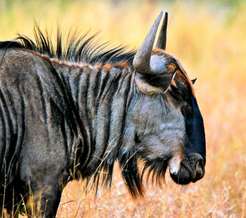 Animal Photography Big