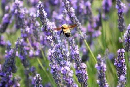 Animal Photography Aromatic