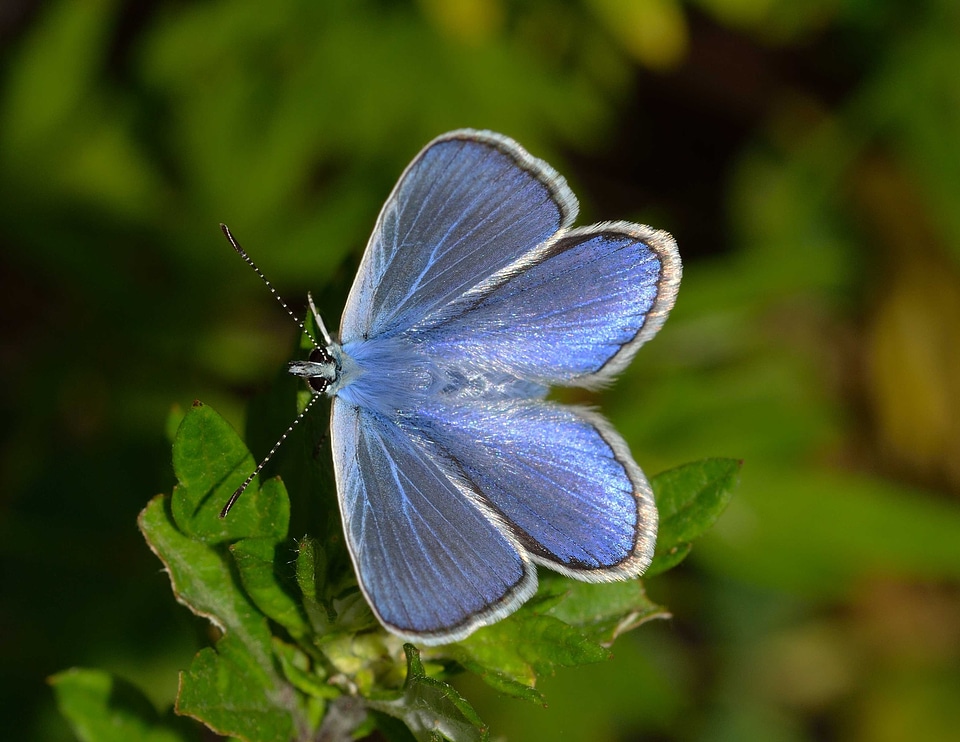 Butterflies polyommatus icarus