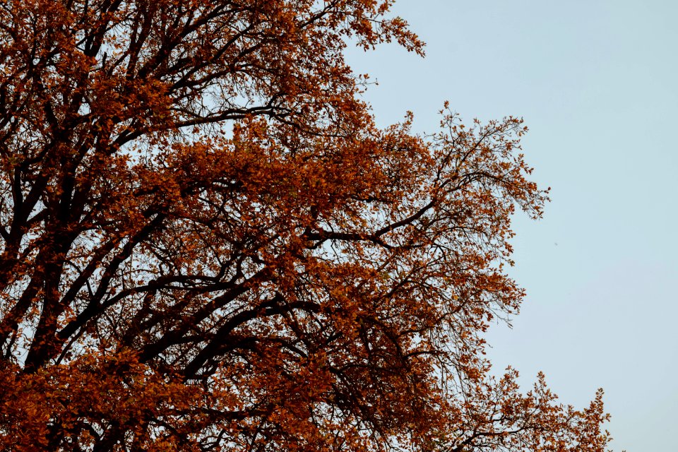 Autumn Leaves Branches