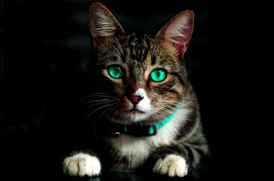 Adorable Animal Blur