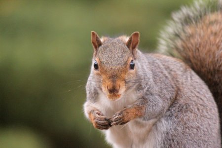 Adorable Animal Blur