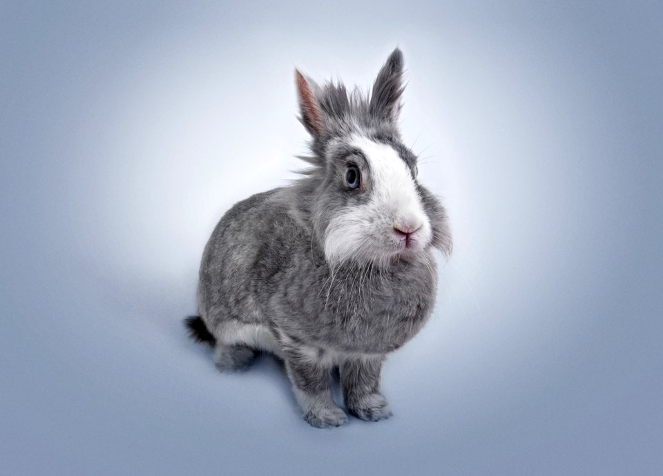 Adorable Animal Cute