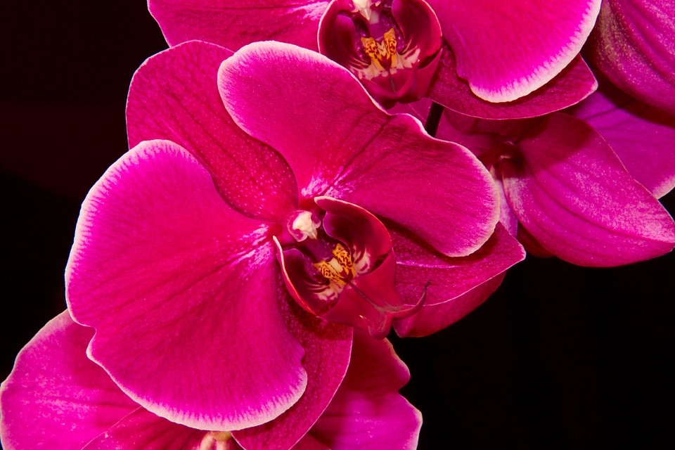 Flower flowers beauty