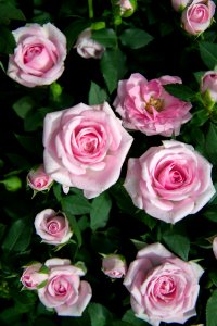 Close Up Photography Of Pink Roses Under Sunny Sky photo