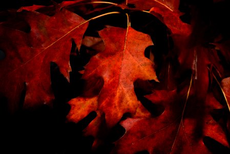 Close-Up Photography Of Maple Leaves photo