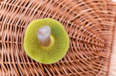 Basket Boletus Detail