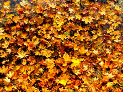 Abstract Autumn Colours