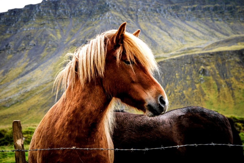 Animal Photography Barb