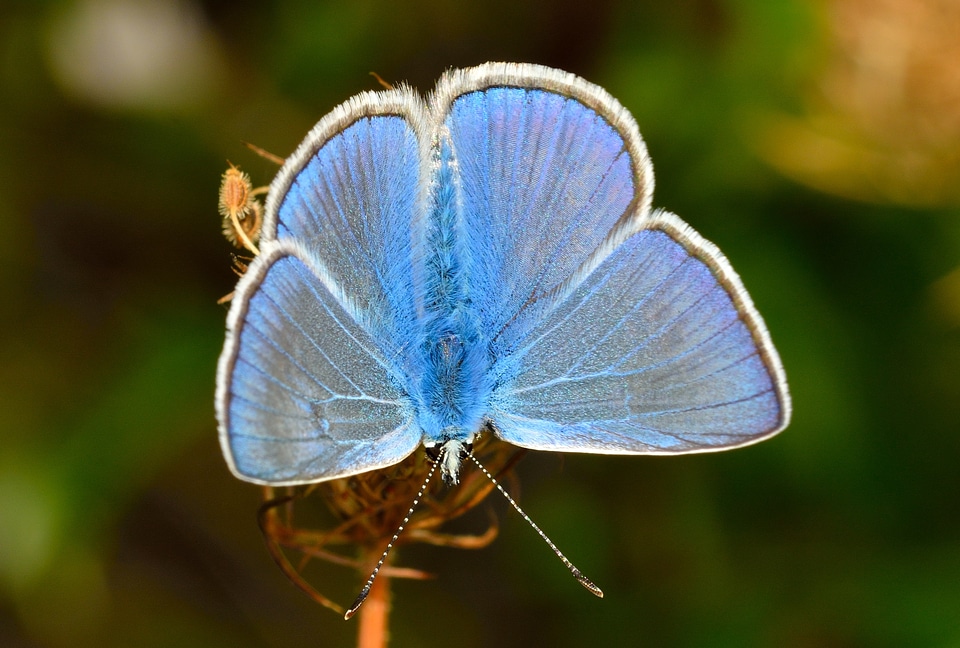 Butterflies polyommatus icarus