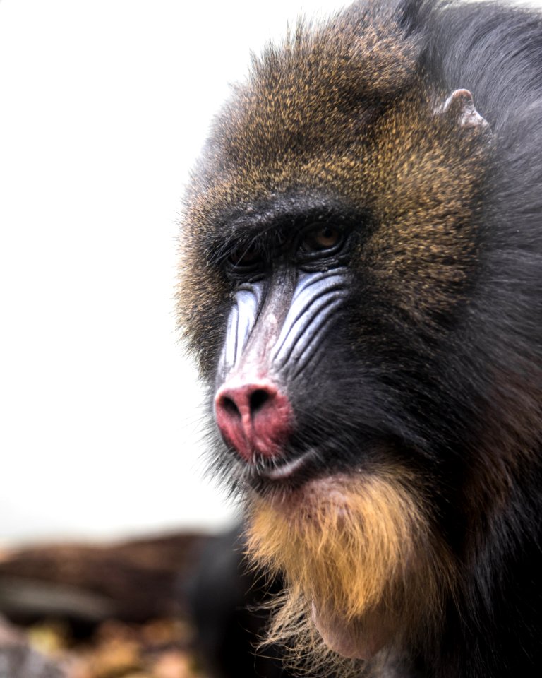 Animal Photography Close-up