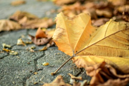 Autumn Leaf Leaves