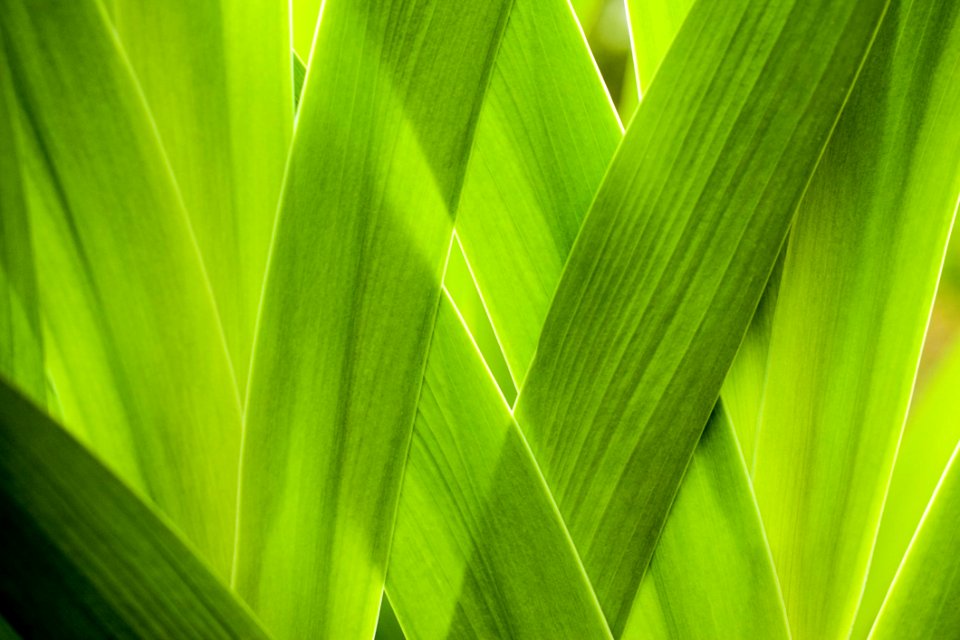 Close-up Garden Green