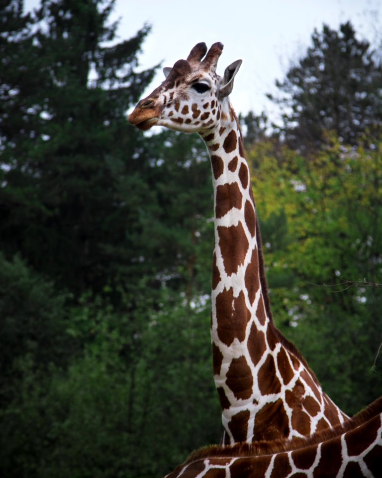 Animal Photography Giraffe
