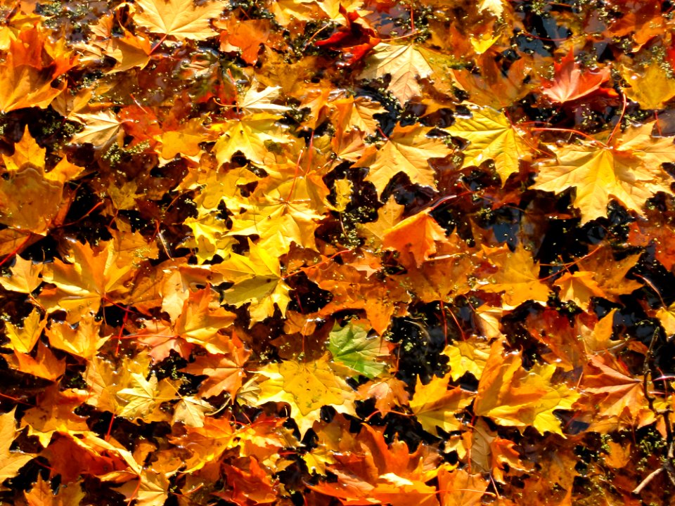 Autumn Colours Environment