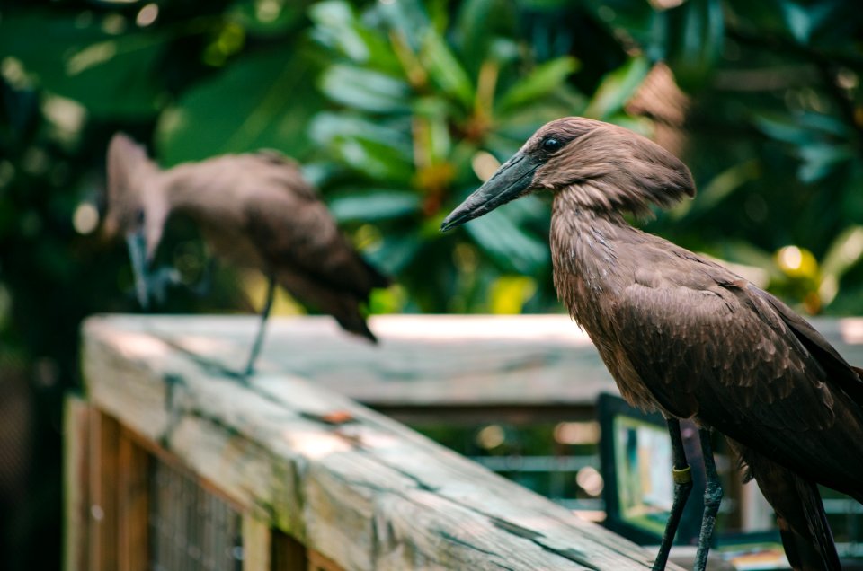 Animal Photography Avian