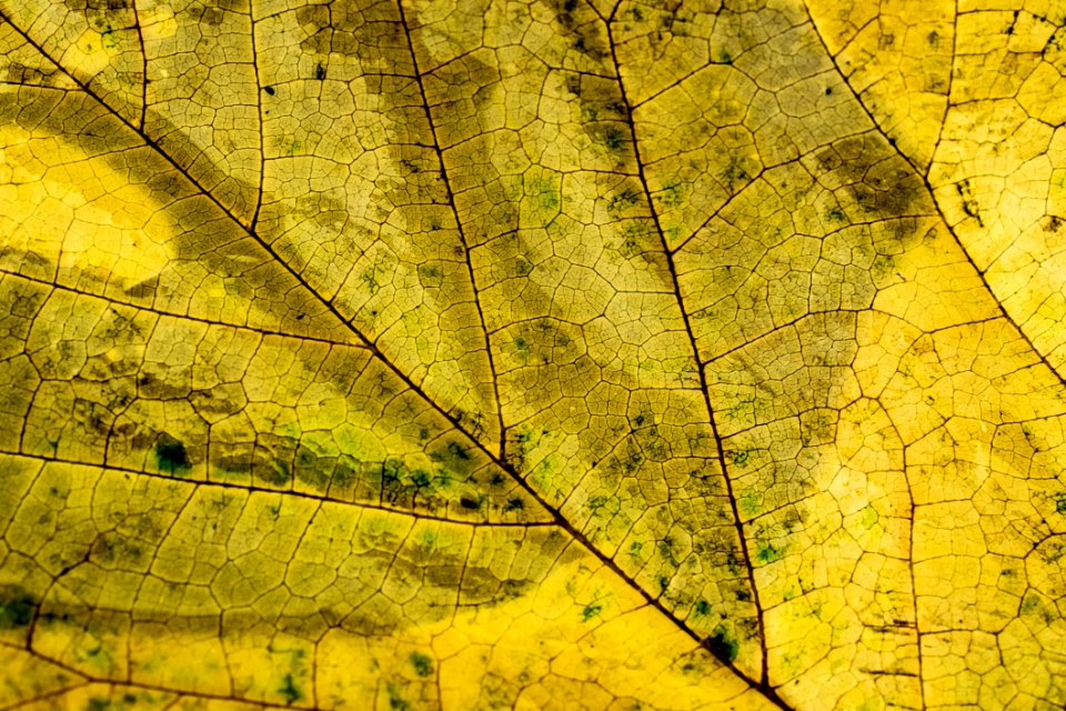 Abstract Autumn Bright