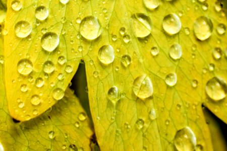 Close-up Dew Drops