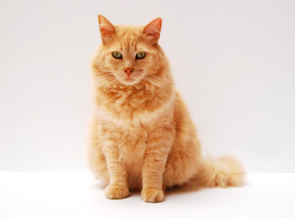 Adorable Animal Photography
