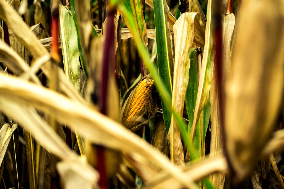 Agriculture Blur Bright