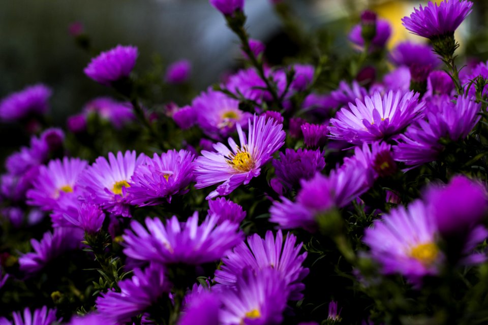 Beautiful Bloom Blooming
