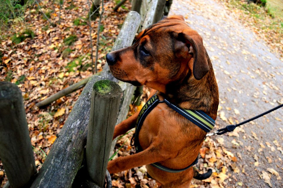 Amstaff Animal Canine