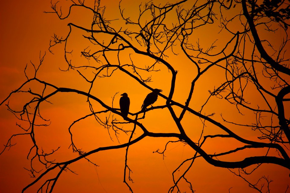Backlit Birds Branches