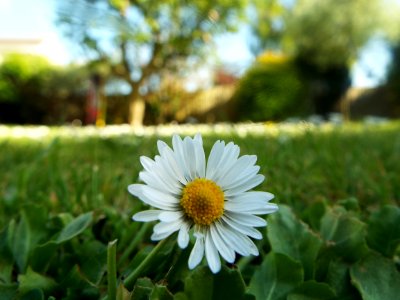 Bloom Blossom Daisy