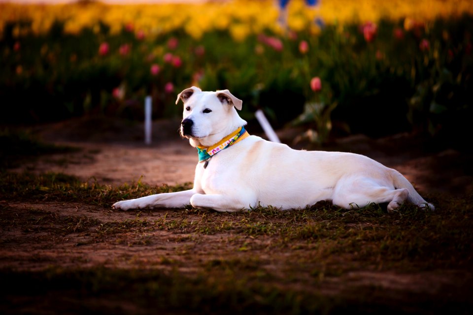 Animal Canine Cute