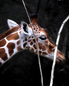 Animal Photography Close-up